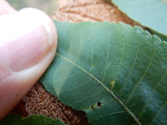 Caryomyia persicoides