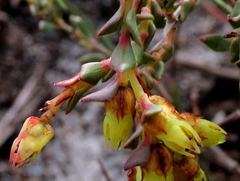 Stylapterus fruticulosus