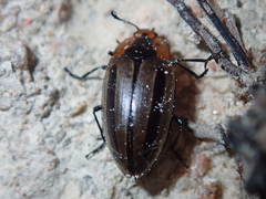 Saccomorphus
