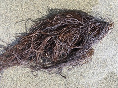 Gracilaria chilensis