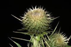 Cirsium verutum