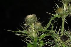 Cirsium verutum