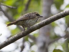 Myiodynastes maculatus