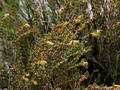 Stylapterus fruticulosus