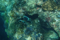 Chaetodon reticulatus