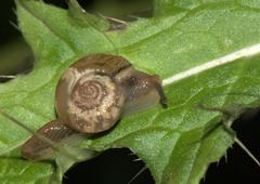 Helicarionidae