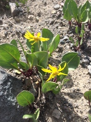 Senecio amplectens holmii