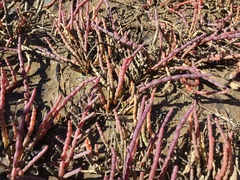 Tecticornia indica