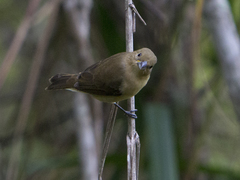 Sporophila nigricollis