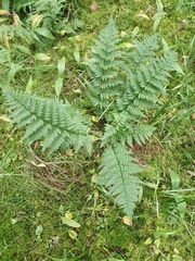 Dryopteris carthusiana