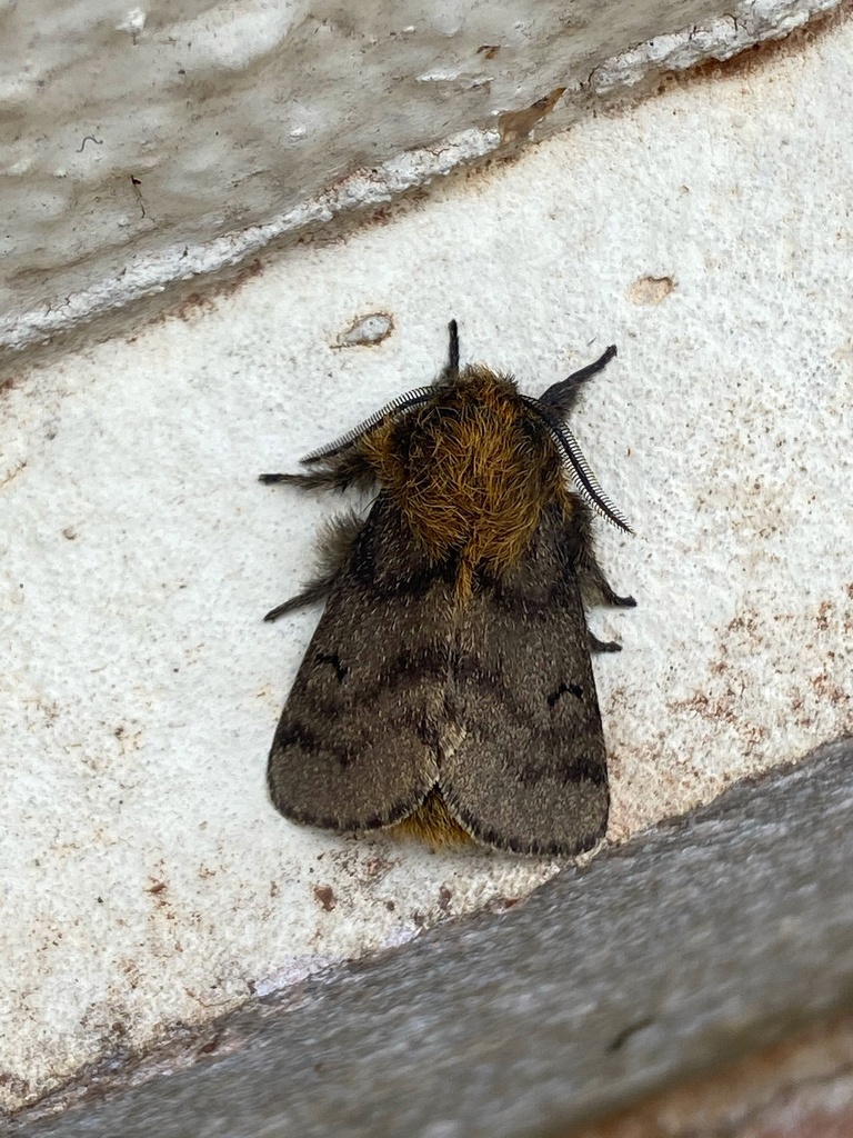 Paracles bilinea