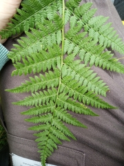 Dryopteris carthusiana