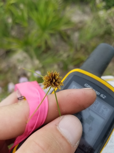 Cyperus filiculmis image