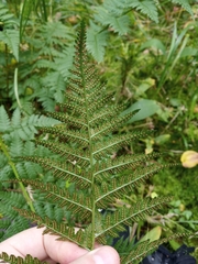 Dryopteris carthusiana