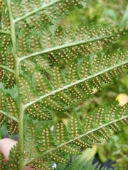 Dryopteris carthusiana