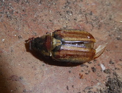 Anoxia matutinalis