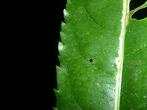 Erblichia odorata, photograph 6