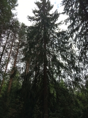 Picea abies