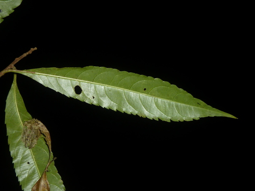 Image of Erblichia odorata by (c) Eduardo Chacón Madrigal, some rights reserved (CC BY)
