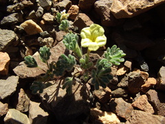 Argylia tomentosa