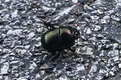 Geotrupes splendidus