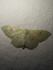 Idaea rubraria