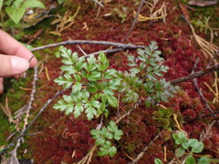 Coptis aspleniifolia