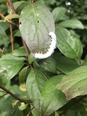 Macremphytus tarsatus