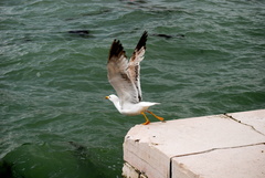 Larus michahellis