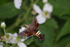 Amphion floridensis