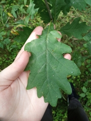 Quercus robur