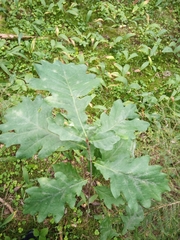 Quercus robur