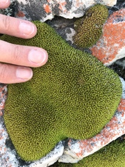 Hypodontium pomiforme