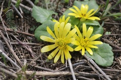 Ficaria ficarioides