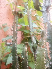 Euphorbia trigona