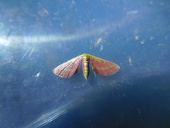 Leptostales laevitaria