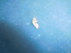 Leptostales laevitaria