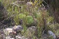 Nanobubon strictum