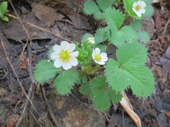 Fragaria iinumae
