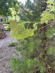 Platanus occidentalis