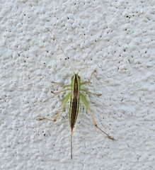 Conocephalus saltans