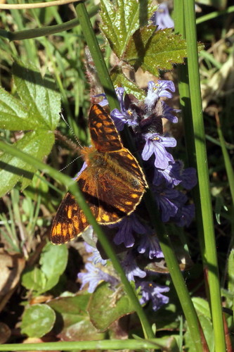 Pearl-bordered Fritillary, Wiltshire, UK, photo 4 of 10