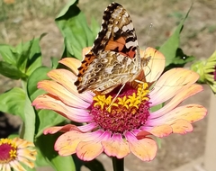 Vanessa cardui