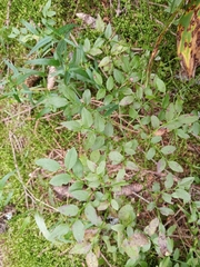Vaccinium myrtillus