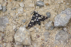 Pseudothyris sepulchralis