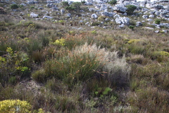 Elegia racemosa