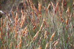 Elegia racemosa