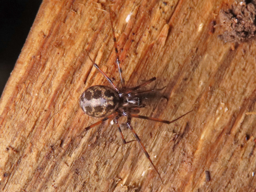 Megalepthyphantes