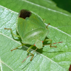 Palomena prasina