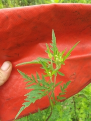 Ambrosia artemisiifolia